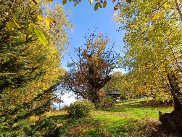 Sehr Alte Edelkastanie Am Hof