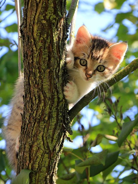 Katze am Baum