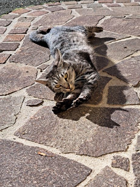 Hauskatze Ganz Entspannt