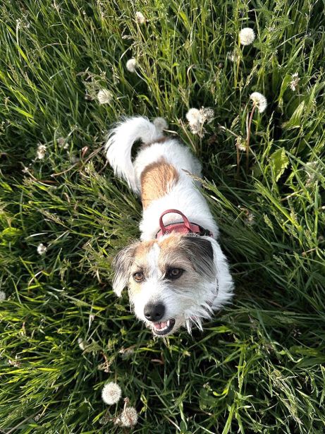 Hund Luna Im Blumenfeld