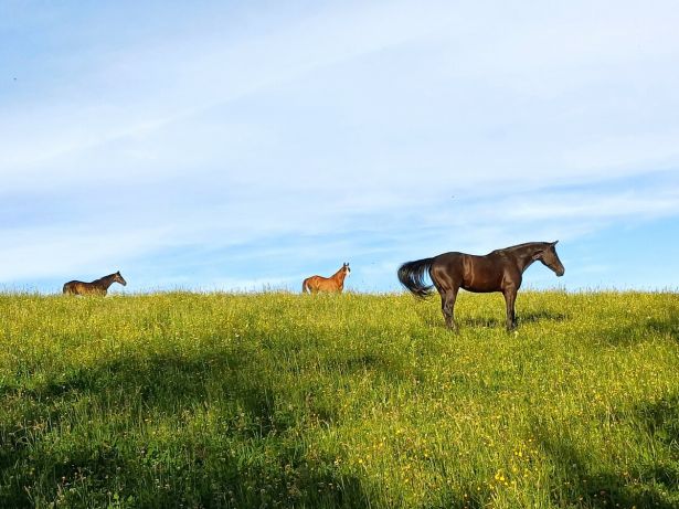Pferde Auf Der Weide
