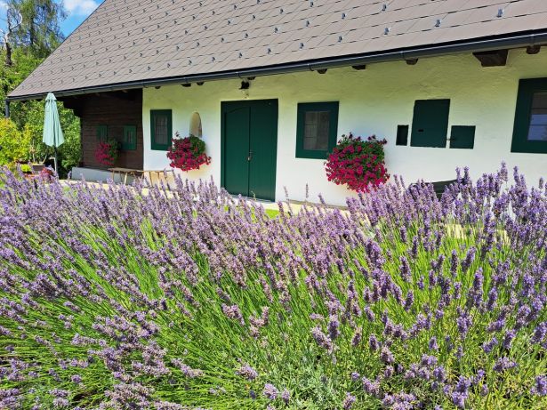 Lavendelhecke Vor Dem Eingang