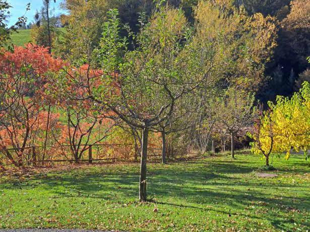 Obstbaume In Herbsstimmung