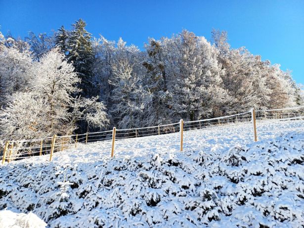 Winterlicher Zauberwald