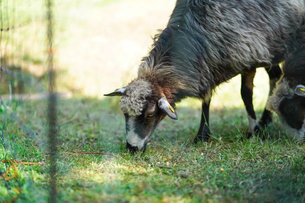 Kauschlerhof Suedsteiermark Ferienhaus Schaf