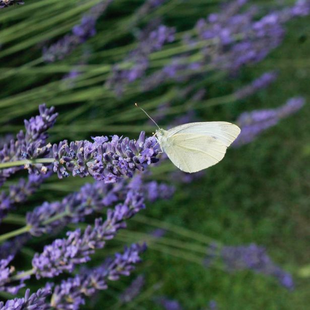 Kauschlerhof Ferienhaus Detail Schmetterling