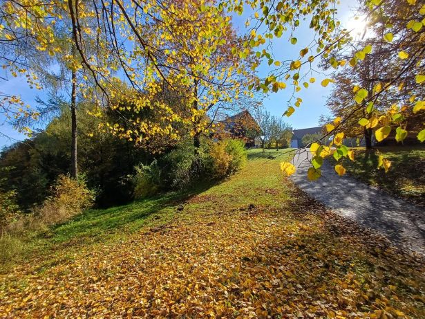 Sonne Im Herbst Schimmert Durch Herbstlaub