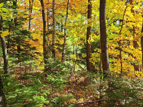 Viele alte Bäume – wie die Edelkastanie, die Linde, viele Buchen, Eichen, Föhren bieten wunderbare Energiequellen