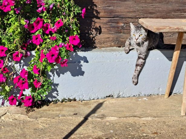 Kater Fred Geniesst Die Warme An Der Alten Hauswand